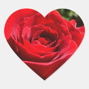 Helle Rote Rose Blume Schöne Blumenpracht Herz-Aufkleber