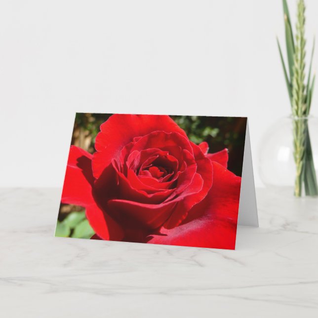 Helle Rote Rose Blume Schöne Blumenpracht Karte (Vorderseite)