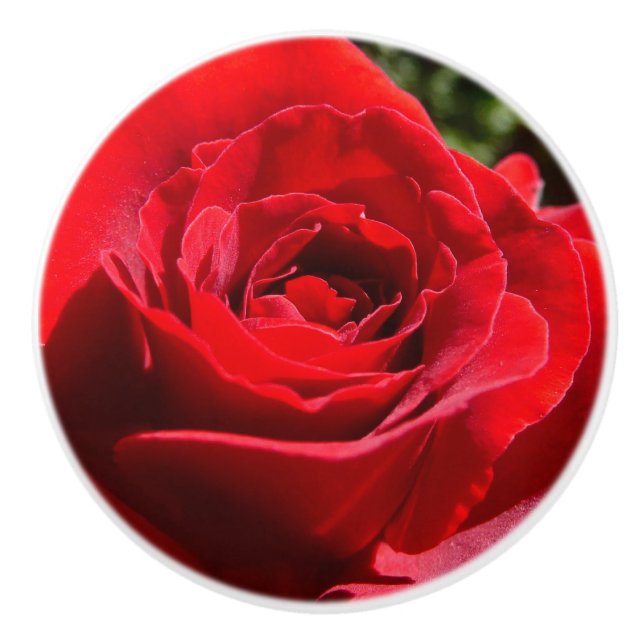 Helle Rote Rose Blume Schöne Blumenpracht Keramikknauf (Vorderseite)