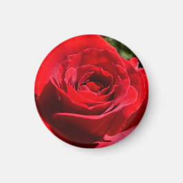 Helle Rote Rose Blume Schöne Blumenpracht Magnet