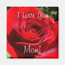 Helle Rote Rose Blume Schöne Blumenpracht