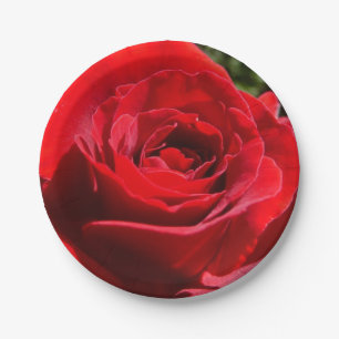 Helle Rote Rose Blume Schöne Blumenpracht Pappteller