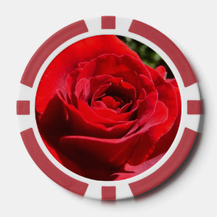 Helle Rote Rose Blume Schöne Blumenpracht Pokerchips