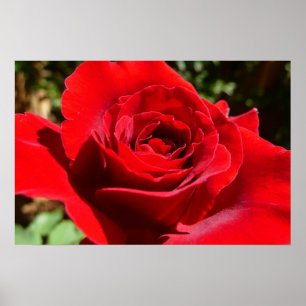 Helle Rote Rose Blume Schöne Blumenpracht Poster