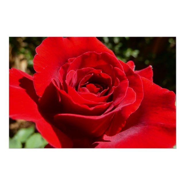 Helle Rote Rose Blume Schöne Blumenpracht Poster (Vorderseite)