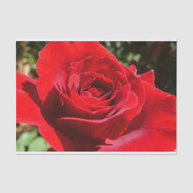 Helle Rote Rose Blume Schöne Blumenpracht Seidenpapier (Vorderseite)