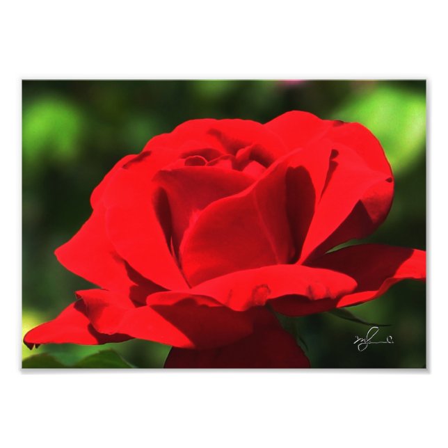 Helle Rote Rose Fotodruck (Vorne)