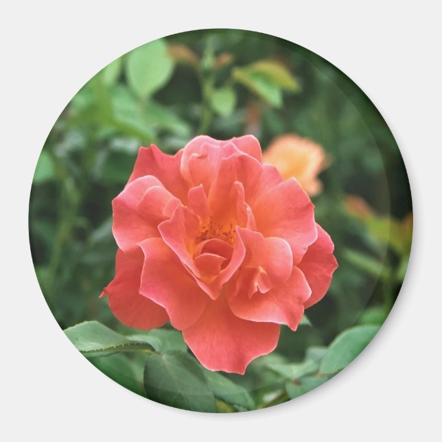 Helle Rote Rose... Magnet (Vorne)