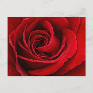 Helle Rote Rose Nah Postkarte