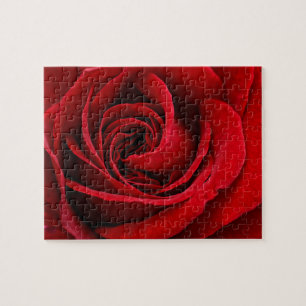 Helle rote Rose Nahaufnahme