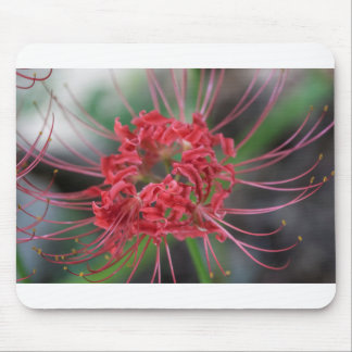 Helle rote Spinnen-Lilie - Lycoris radiata Mousepad