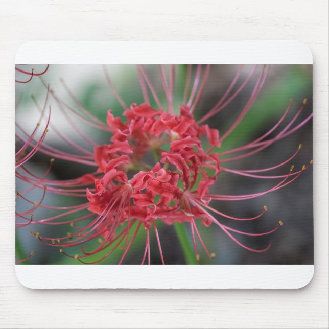 Helle rote Spinnen-Lilie - Lycoris radiata Mousepad (Vorne)