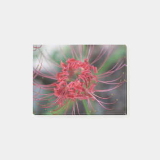Helle rote Spinnen-Lilie - Lycoris radiata Post-it Klebezettel