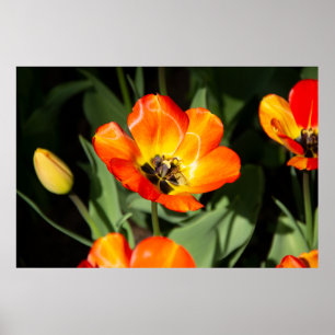 Helle rote Tulpe Foto Poster