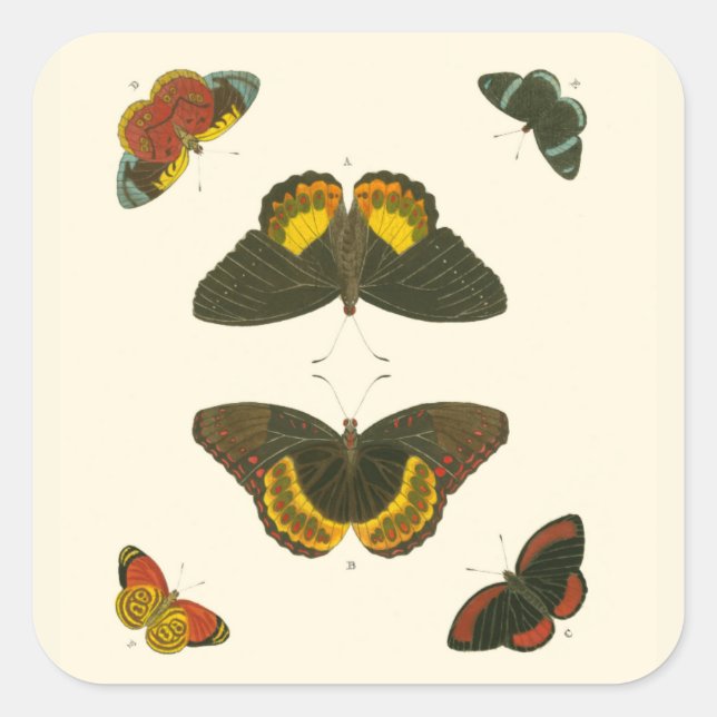 Helle Schmetterlinge von Pieter Cramer Quadratischer Aufkleber (Vorderseite)