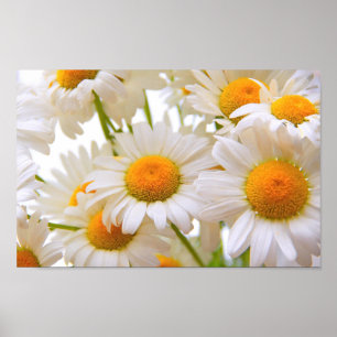 Helle Sommergänseblümchen Poster