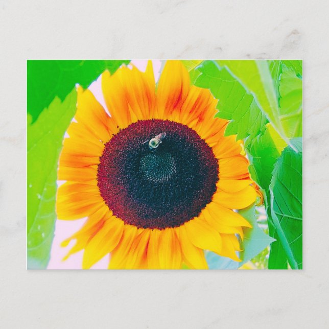 Helle Sommersonnenblume und Bienenpostkarte Postkarte (Vorderseite)