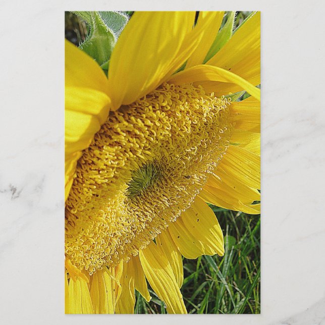 Helle Sonnenblume Briefpapier (Vorderseite)