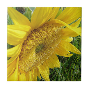 Helle Sonnenblume Fliese