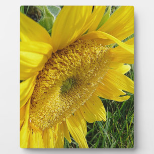 Helle Sonnenblume Fotoplatte
