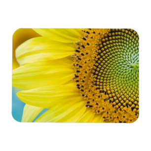 Helle Sonnenblume Magnet