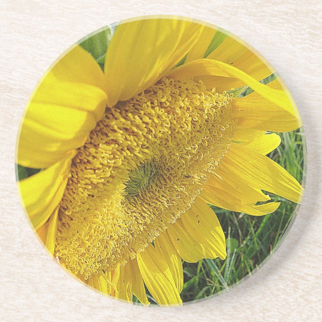 Helle Sonnenblume Sandstein Untersetzer (Vorne)