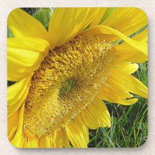 Helle Sonnenblume Untersetzer