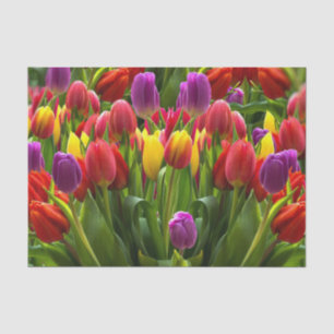 Helle Tulips Seidenpapier