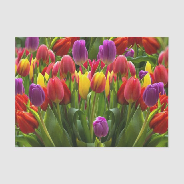 Helle Tulips Seidenpapier (Vorderseite)