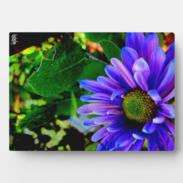 Helle violette Blume Fotoplatte (Vorderseite)