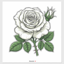 Helle weiße Rose