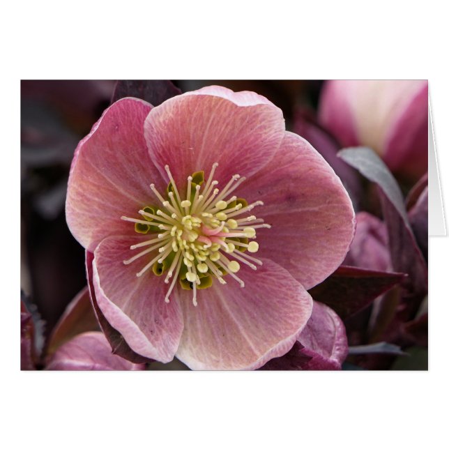 Hellebore (Vorderseite (Horizontal))