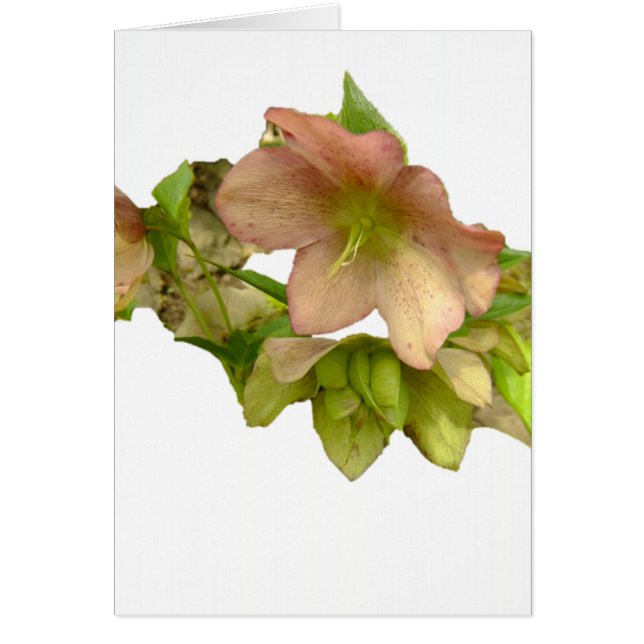 Hellebore 1 (Vorne)