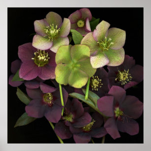 Hellebore Botanisches Kunstdruckplakat Poster