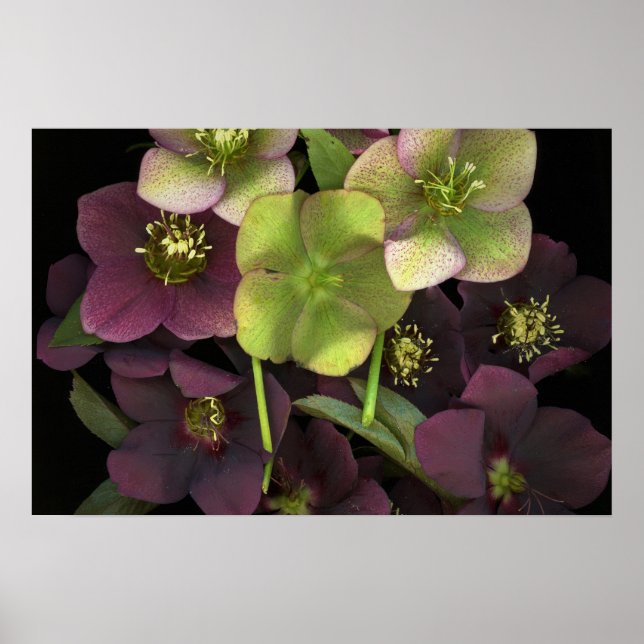 Hellebore Botanisches Kunstdruckplakat Poster (Vorne)