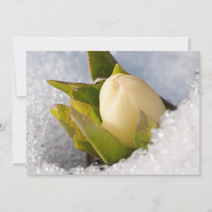 Hellebore, die durch den Schnee wachsen, Feiertagskarte