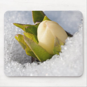 Hellebore, die durch den Schnee wachsen, Mousepad