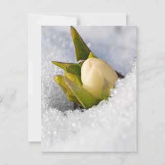 Hellebore, die durch den Schnee wachsen, Postkarte
