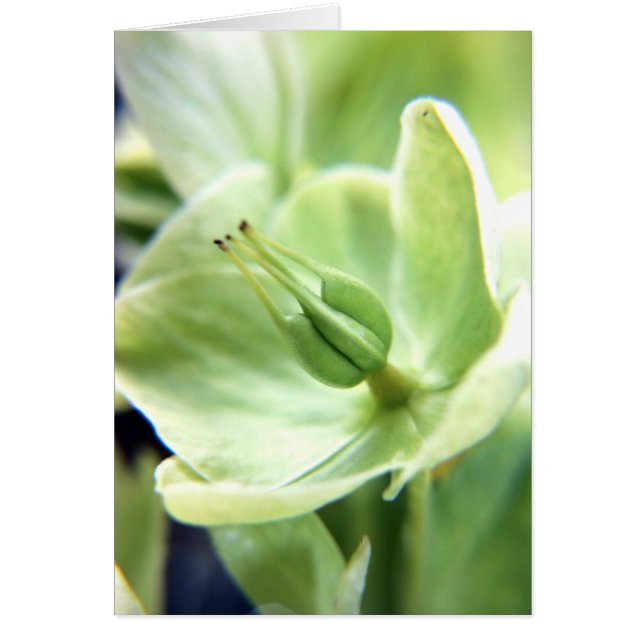 Hellebore (grün) (Vorne)