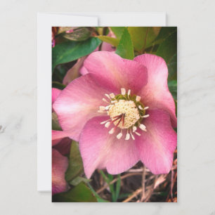 Hellebore Spring Blume Blank Card