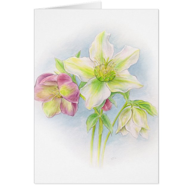 Hellebore Weiß rosa Grün Dankeschön Karte (Vorne)