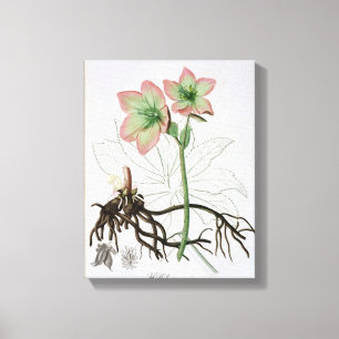 Helleborus Niger von "Phytographie Medicale" durch Leinwanddruck
