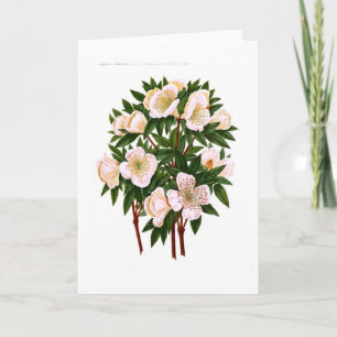 Helleborus Niger (WeihnachtsRose) Feiertagskarte