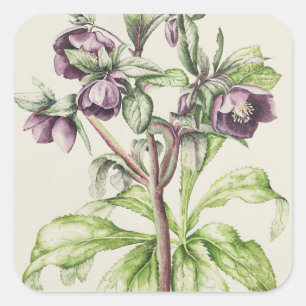 Helleborus Orientalis von Helen Ballard Quadratischer Aufkleber