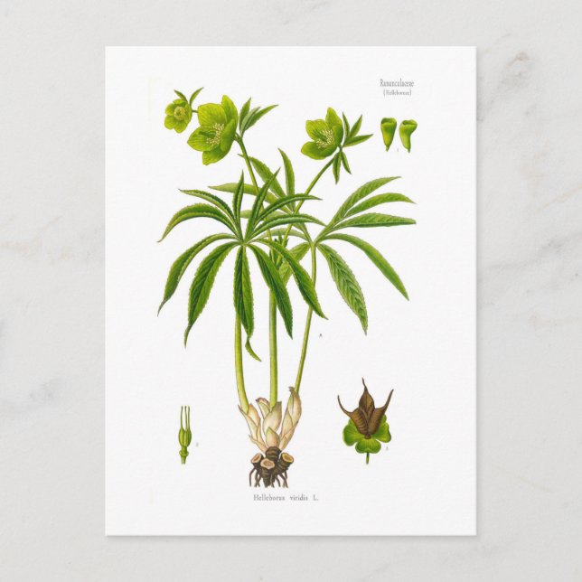 Helleborus viridis postkarte (Vorderseite)