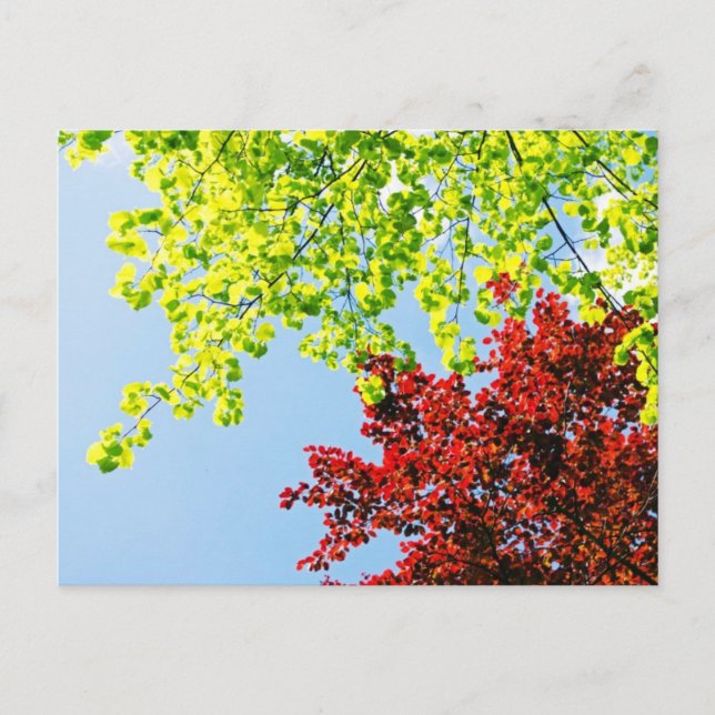 Heller Baum färbt Postkarte (Vorderseite)