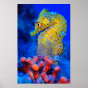 Heller Hippokamp des Seepferd- Poster