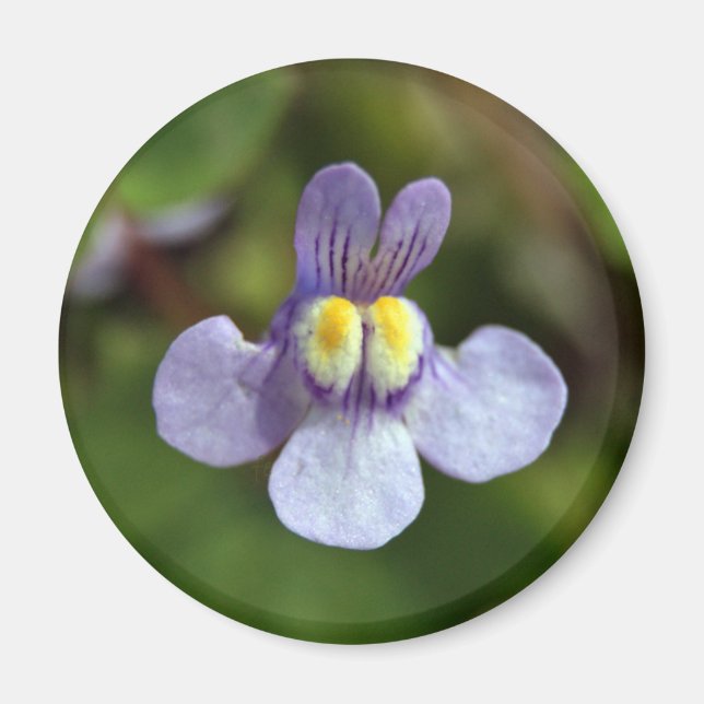 helles Lächeln Magnet (Vorne)