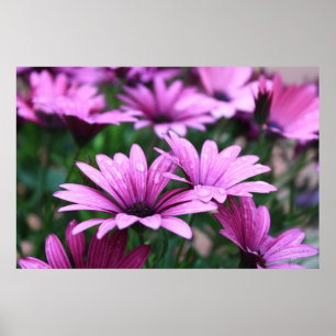 Helles lila Blumen-Plakat Poster