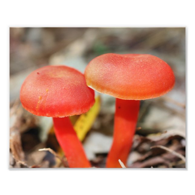 Helles Orangefarbenes Pilzparadies Nah bis 8x10 Fotodruck (Vorne)
